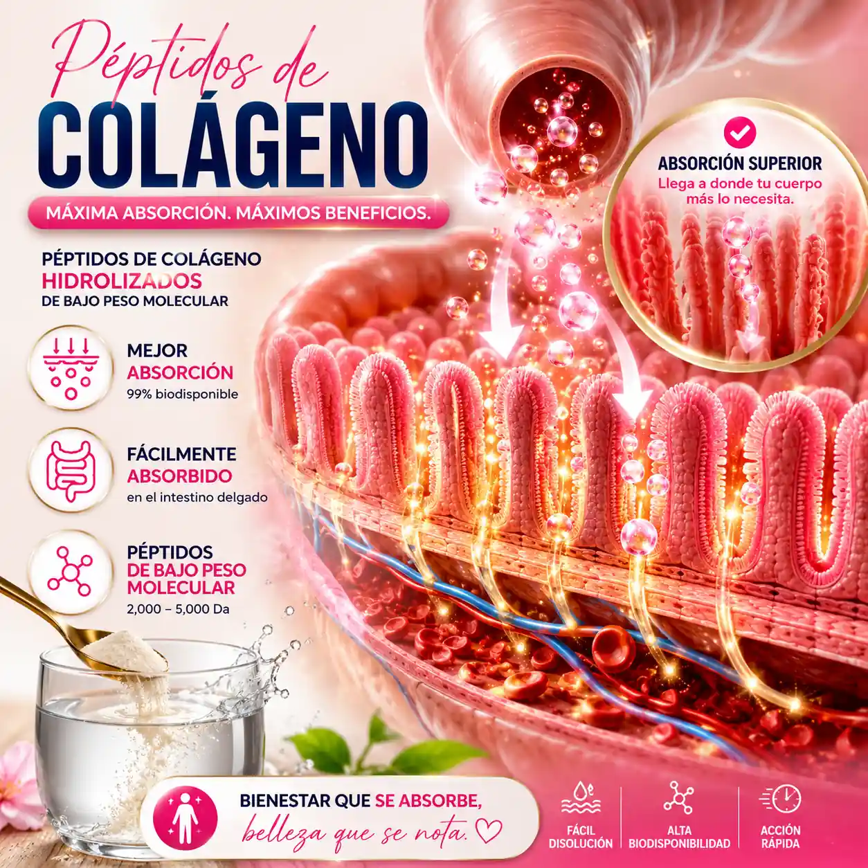 Absorción intestinal de péptidos de colágeno hidrolizado LEGACY