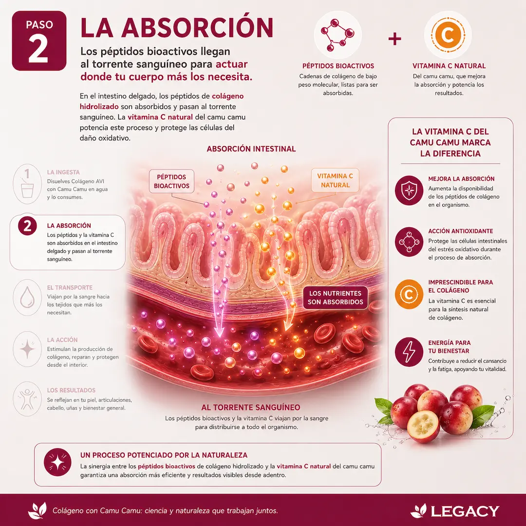 Absorción intestinal acelerada de péptidos de colágeno con camu camu