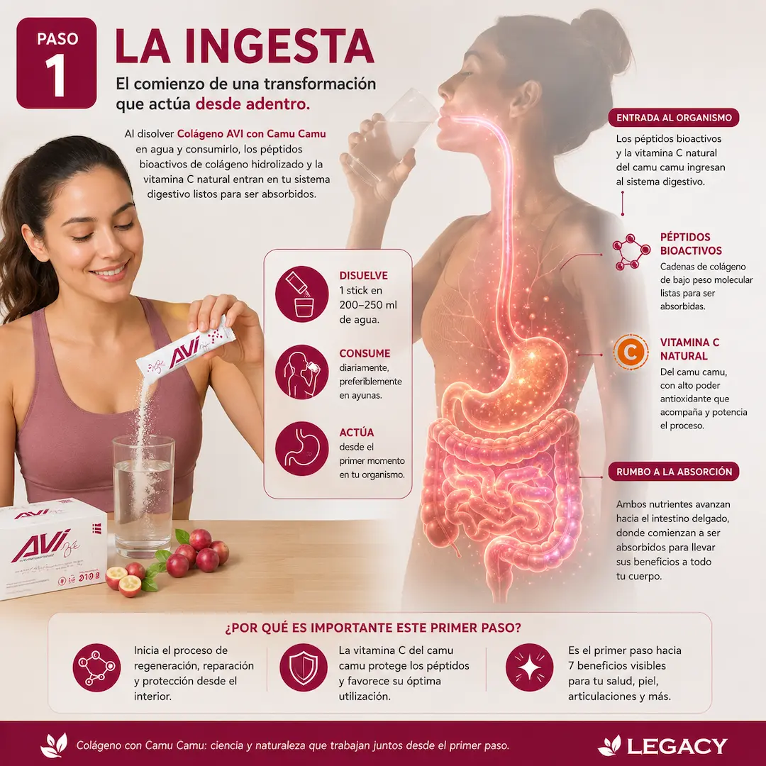 Ingesta de colágeno hidrolizado con camu camu – péptidos y vitamina C
