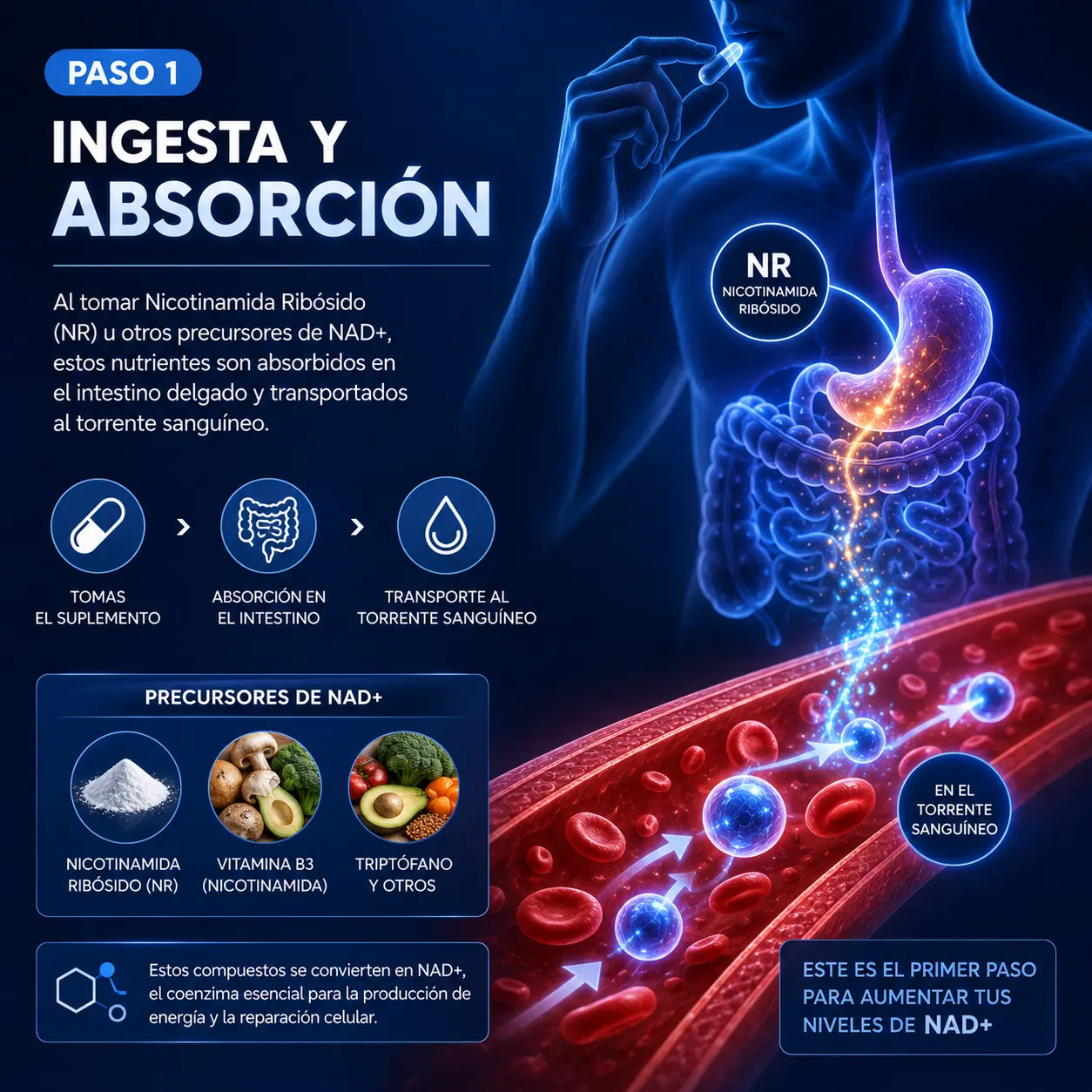 Ingesta de precursores de NAD+ para energía celular