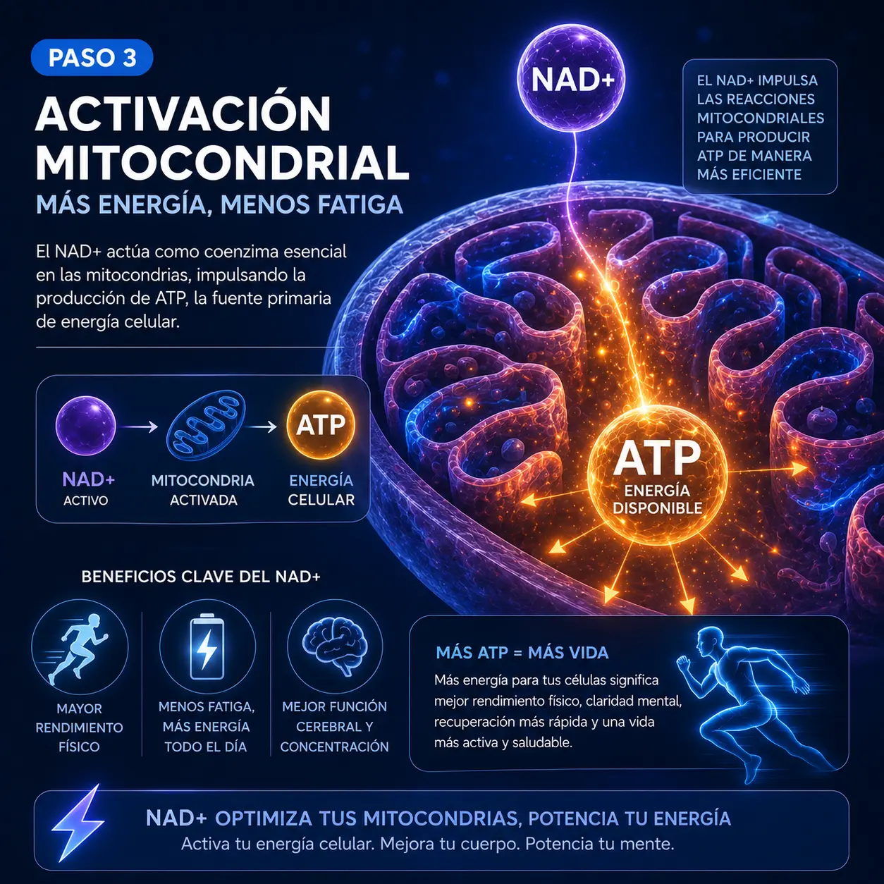 Activación mitocondrial con NAD+ para energía sostenida