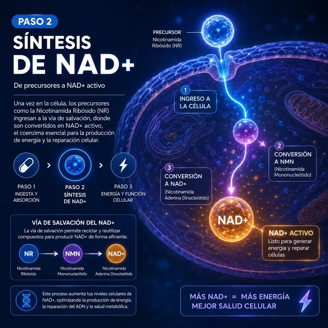 Síntesis de NAD+ en las células para optimizar la energía