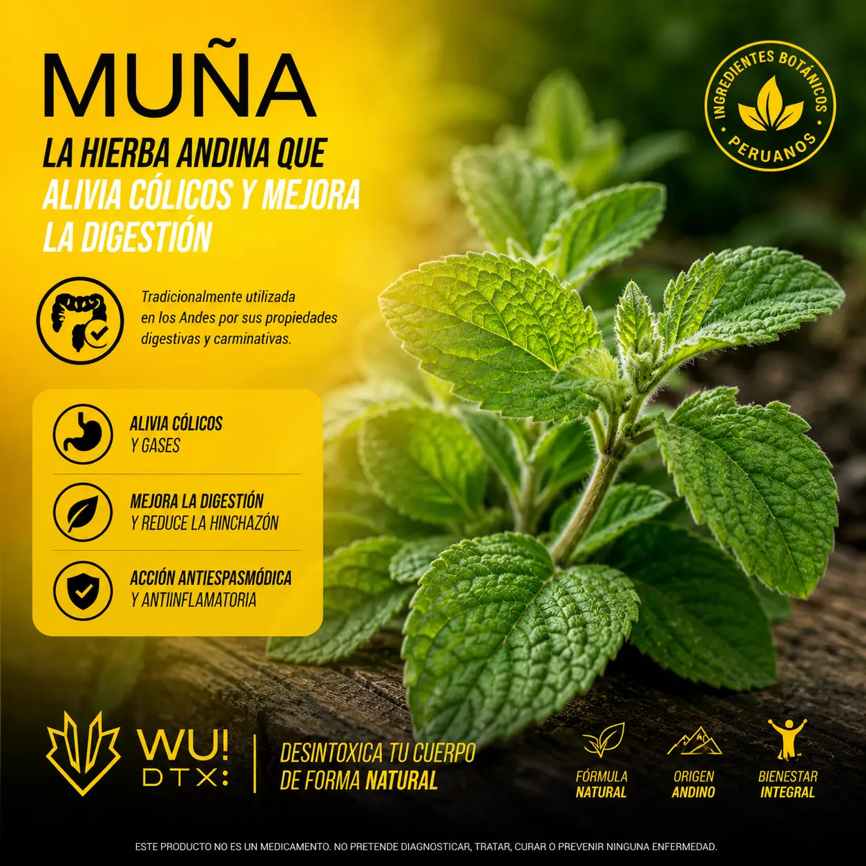 Muña – alivio de espasmos y cólicos estomacales